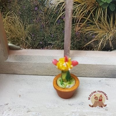 Cactus met oranje/gele bloem