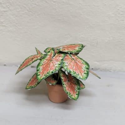 Handgemaakte miniatuur Caladium met roze en groene bladeren in terracotta pot voor poppenhuis - 1:12