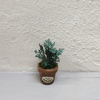 DIY zelfmaakpakket peterselieplant in terracotta pot met etiketten in het Nederlands en Engels, schaal 1:12